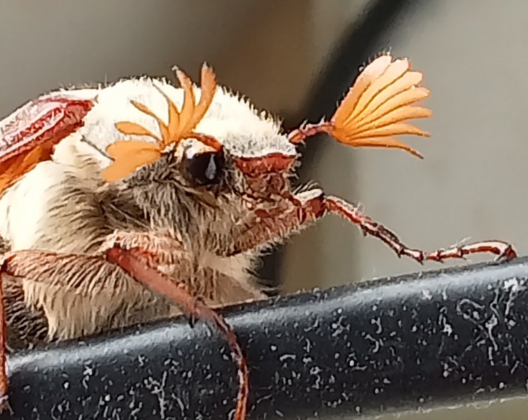 What are these weird bugs in my garden pls tell me not cockroaches 🤮