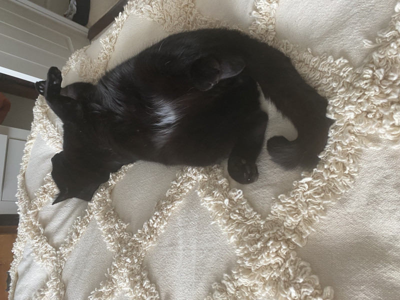 The vet says our cat needs fat camp