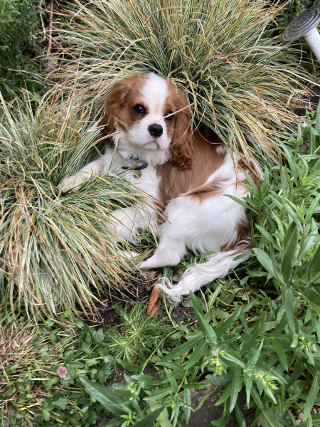 I think we're getting a puppy this weekend...