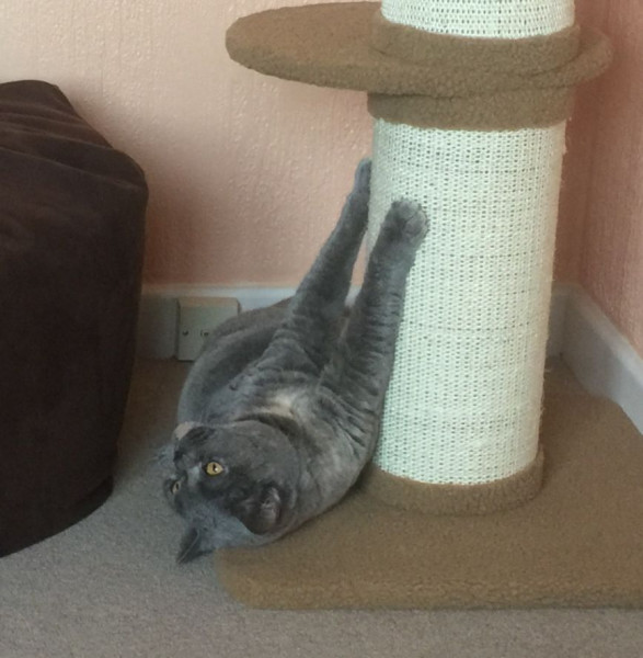 Swagger Inn 171.  Spring is just around the corner, but the HBFs still need their overcoats to keep us warm.