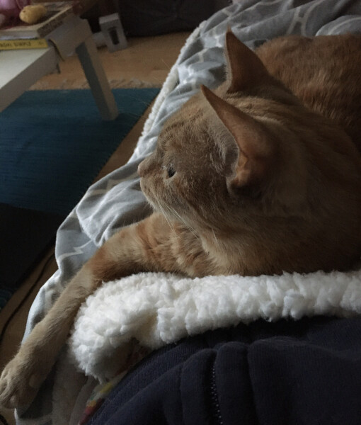 What has your experience of ginger  cats been ? 
