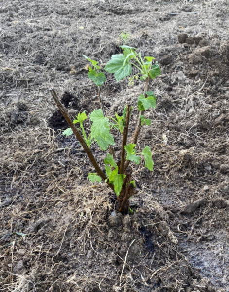 Planting blackcurrant bush