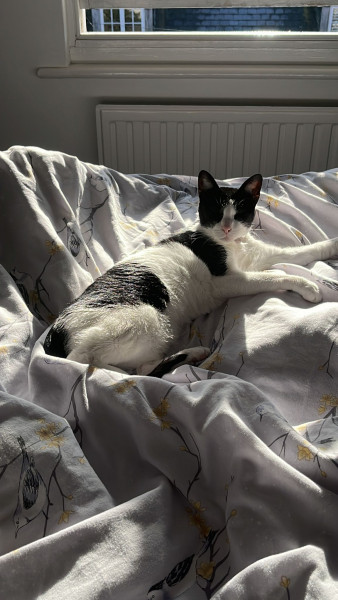 Let's see your relaxed cats