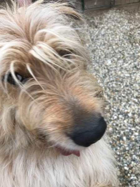 Much Floof ! Grooming tips for new long haired doggie please