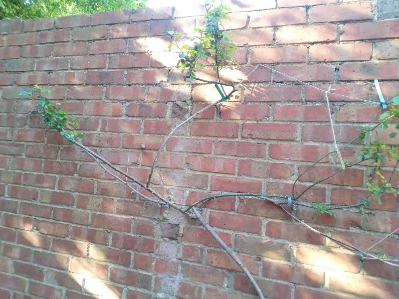 How can I revive this sad rose?
