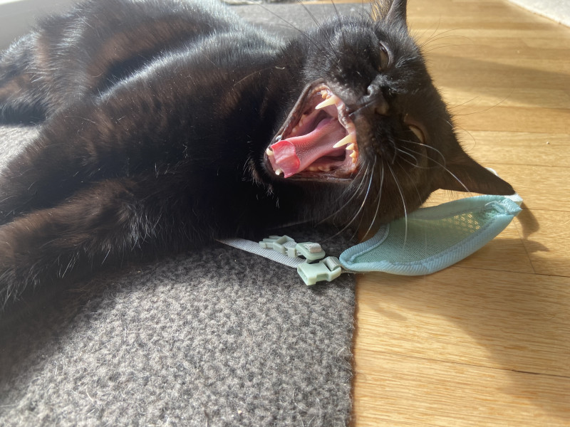 Friday Felines