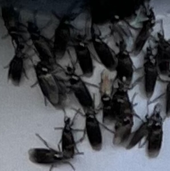 Fly issue any advice would be appreciated 