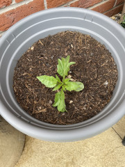 Who’s growing Dahlias this year