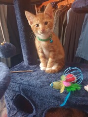 Introducing my new master, Mog