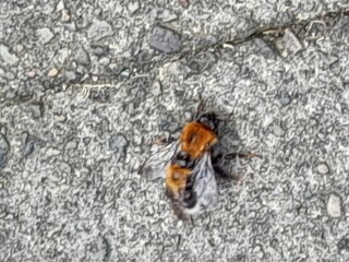 Bees setting up home in my porch canopy
