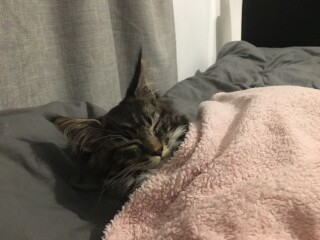 Cancer support thread #82