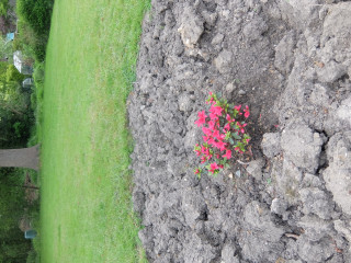 Can anyone identify this 1970s rhododendron?