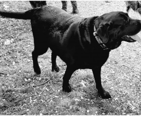 Overweight Pooch