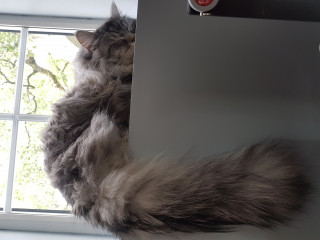 Let's see your relaxed cats