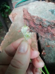 unusual shrub/tree for identification