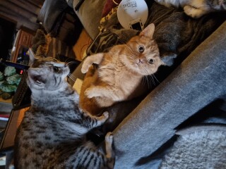 What has your experience of ginger  cats been ? 