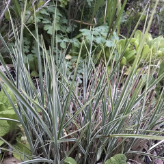Plant ID