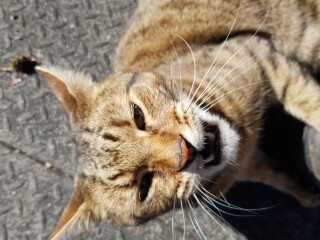 Thug cat part 4.  After all, it's not my Axminster.