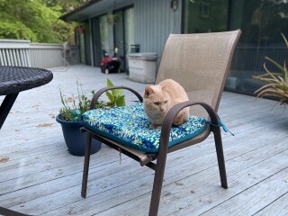 Come and tell me your dull and unexciting news 22: Calmly through the day