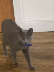What quirky behaviour does your pet have?