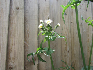Can someone identify this weed?
