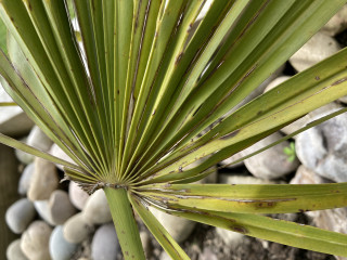 Chamerops Humilis Palm(pics)