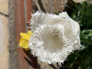 Best place to buy bulbs online?