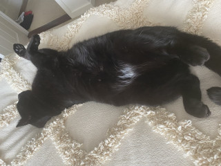 Let's see your relaxed cats