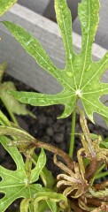 Fatsia  Polycarpa Green Fingers - What do I do with this & why it’s gone like this?!