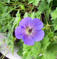 What are your favourite blue flowers?