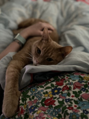 Cat photo thread