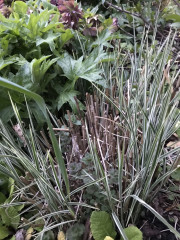 Plant ID