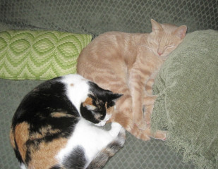 Let's see your relaxed cats