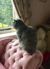 Swagger Inn 171.  Spring is just around the corner, but the HBFs still need their overcoats to keep us warm.