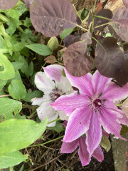 Clematis