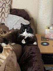 Let's see your relaxed cats