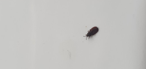 Is this a bedbug or a random insect