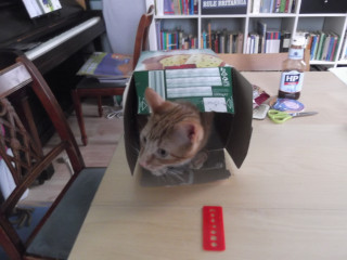 Stitch and bitch thread #4 I needle the help I can get.