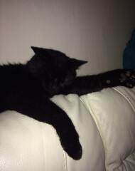 Let's see your relaxed cats