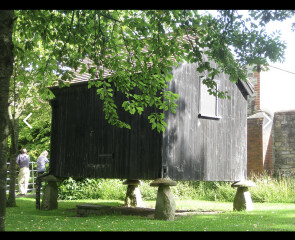 A large rat at the bird table this morning...