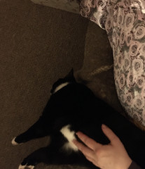 Let's see your relaxed cats