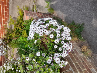 Help me identify this plant please.