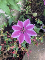 Clematis