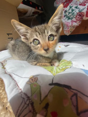 Tiny kitten advice ( 13 weeks )