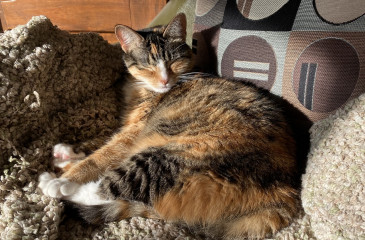 Let's see your relaxed cats