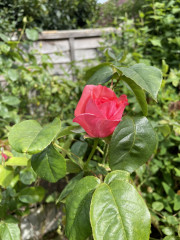 Help identifying plants please