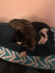 Let's see your relaxed cats