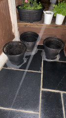 Mostly shade friendly flowering plants