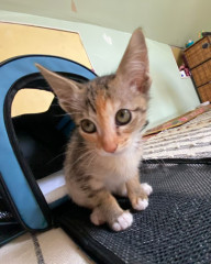 Tiny kitten advice ( 13 weeks )