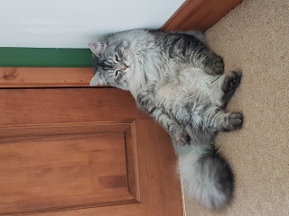 Let's see your relaxed cats